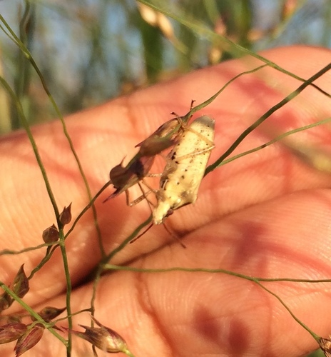 Rice stink bug