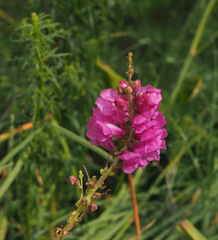 Antirrhinum tortuosum