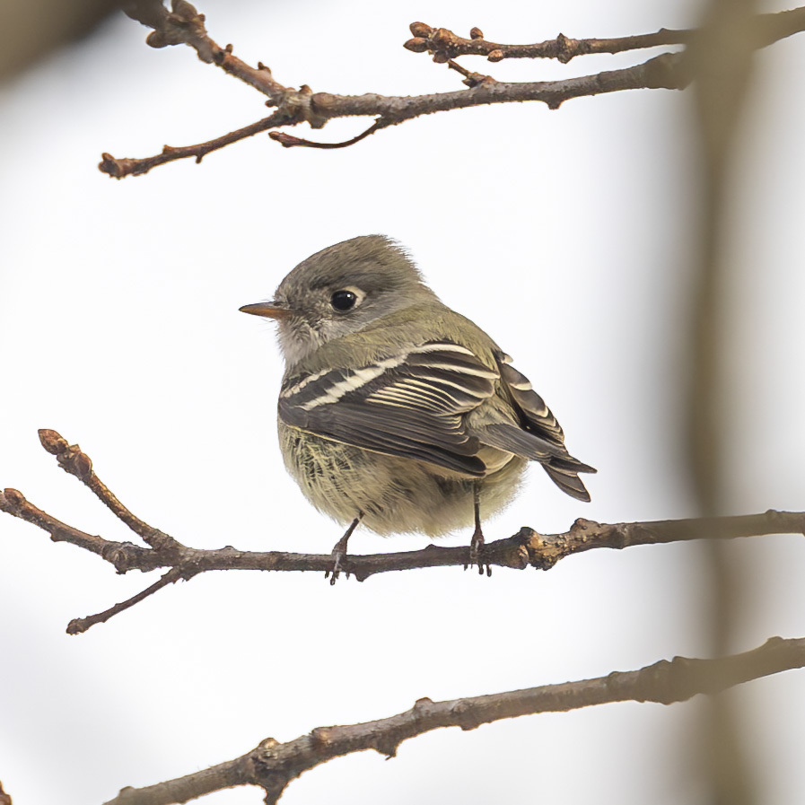 Hammond's Flycatcher from Rockland County, NY, USA on November 25, 2023 ...