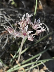 Amerallium