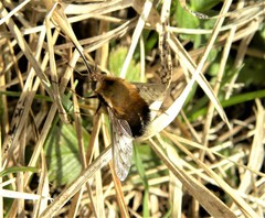 Bombylius discolor