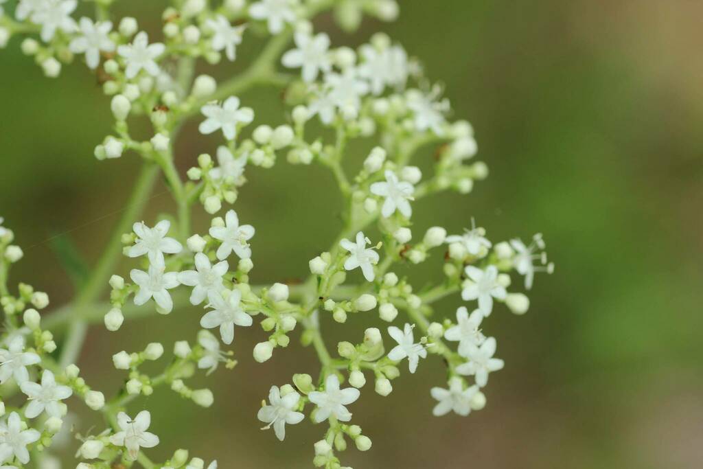 Patrinia villosa from 長池公園 on September 17, 2023 at 10:00 AM by 登坂久雄 ...