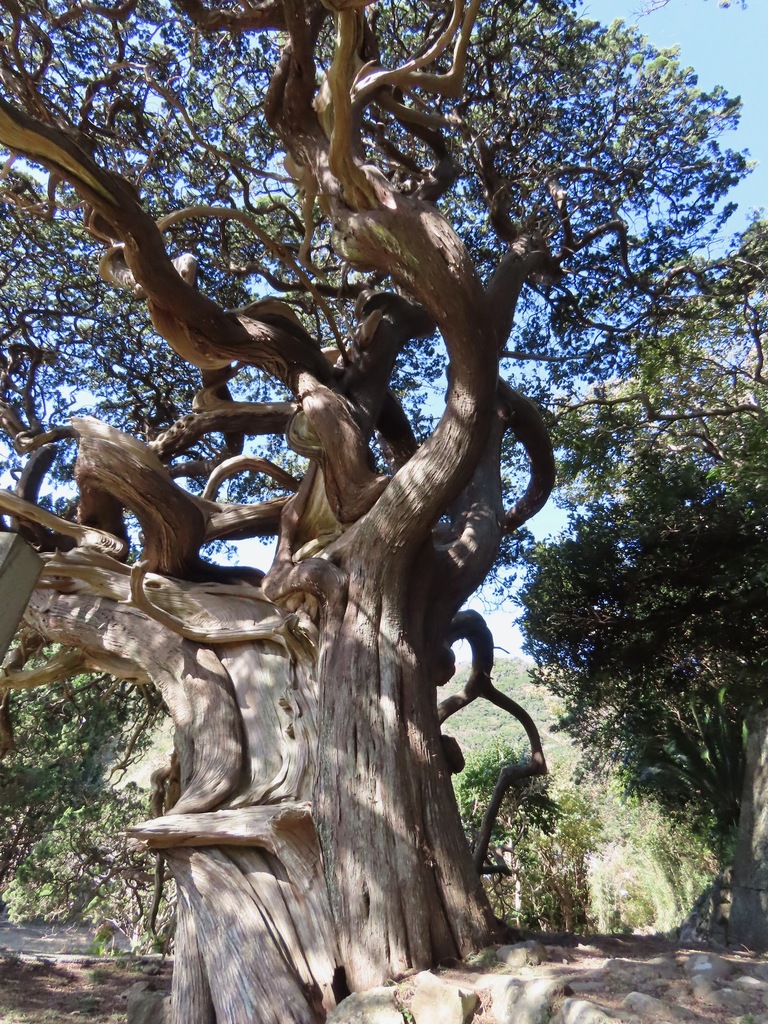 Tùng tháp – Juniperus chinensis