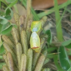 Piezodorus guildinii