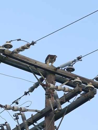 Red-tailed Hawk photographed in South Carolina