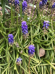 Muscari armeniacum
