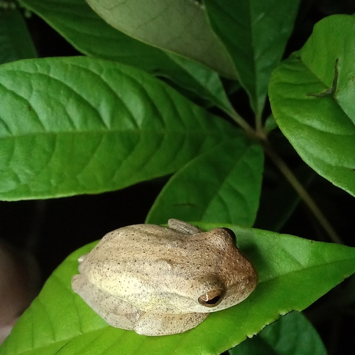 Lesser Treefrog, Dendropsophus minutus