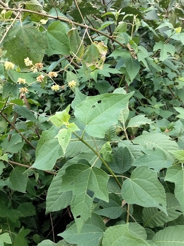 Image of Montanoa leucantha by no rights reserved