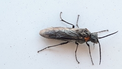 Dolerus haematodes