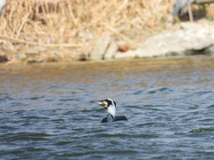 Phalacrocorax carbo