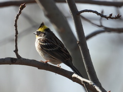 Emberiza elegans