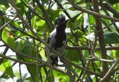 Sakesphorus canadensis