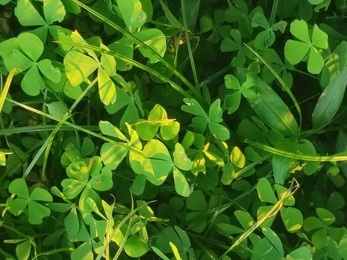 Image of Marsilea crenata by no rights reserved