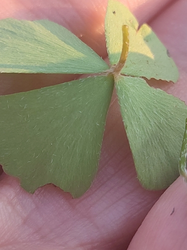 Image of Marsilea crenata by no rights reserved