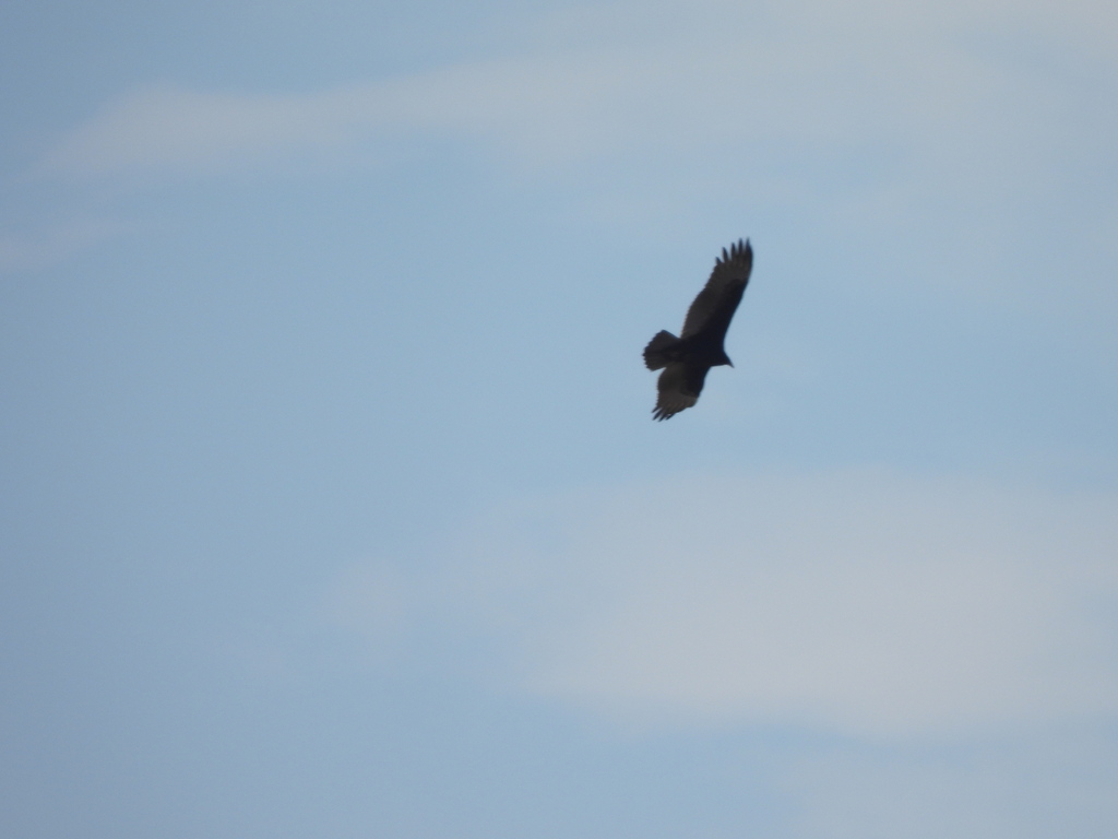 Turkey Vulture from Grayson County, TX, USA on November 25, 2023 at 11