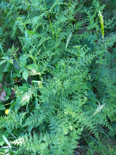 Paesia scaberula (Paesia scaberula)