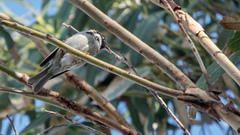 Melithreptus affinis