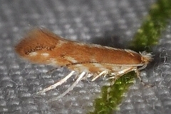 Cameraria quercivorella