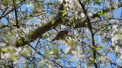 Erithacus rubecula