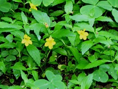 Erythranthe dentata