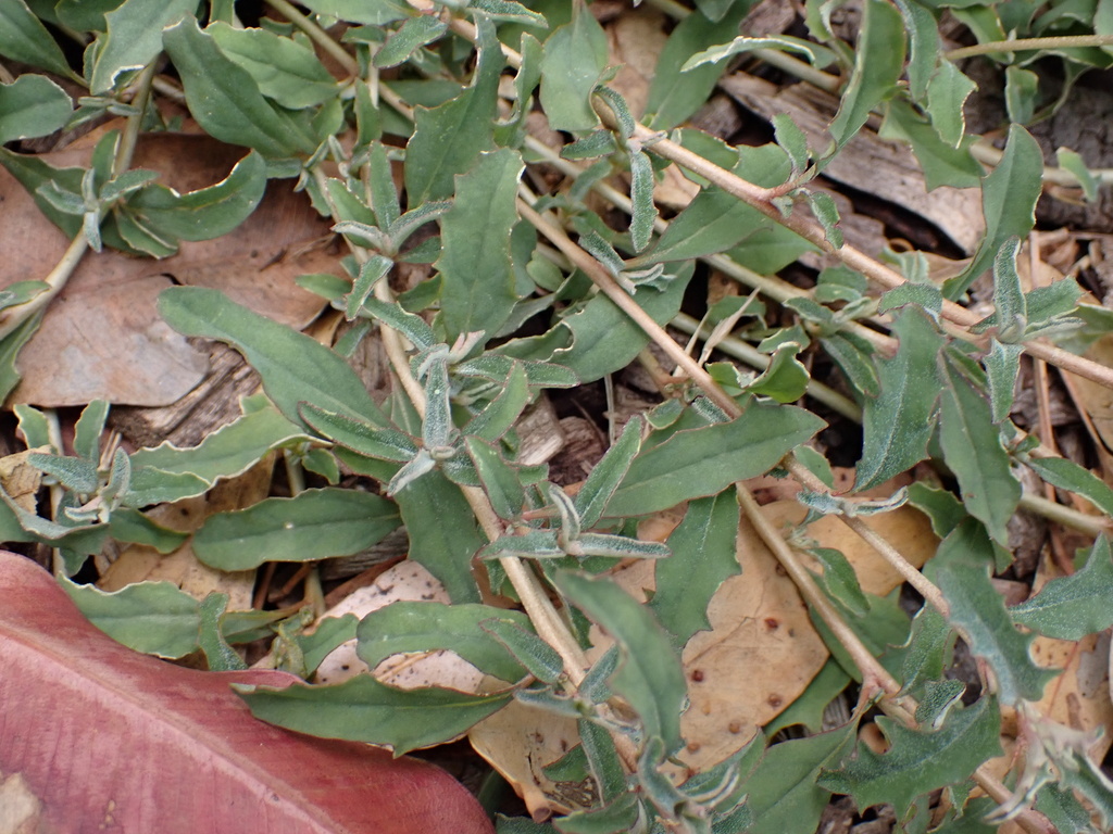 berry saltbush from Edwardes Lake Park, Reservoir, VIC, AU on November ...