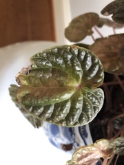 Piperales