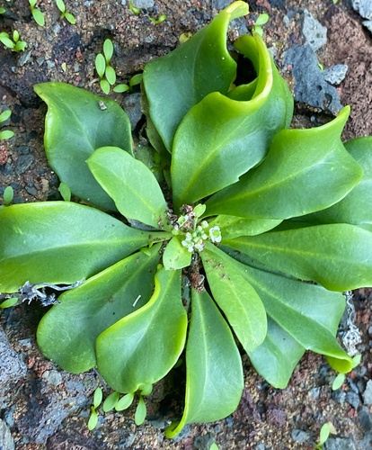 Lepidium bidentatum var. owaihiense
