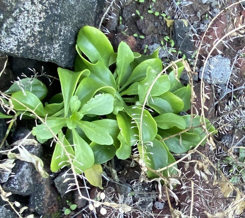 Lepidium owaihiense observed 2023-11-25