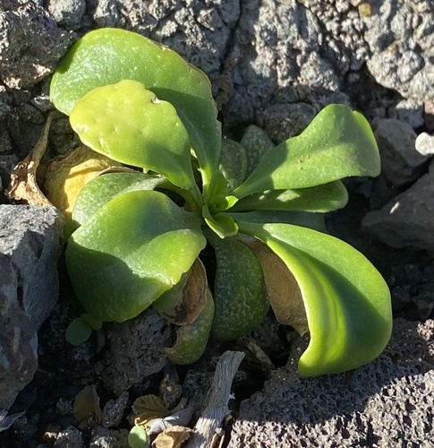 Lepidium owaihiense observed 2023-11-25