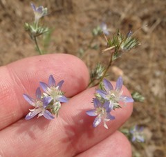 Eriastrum sapphirinum