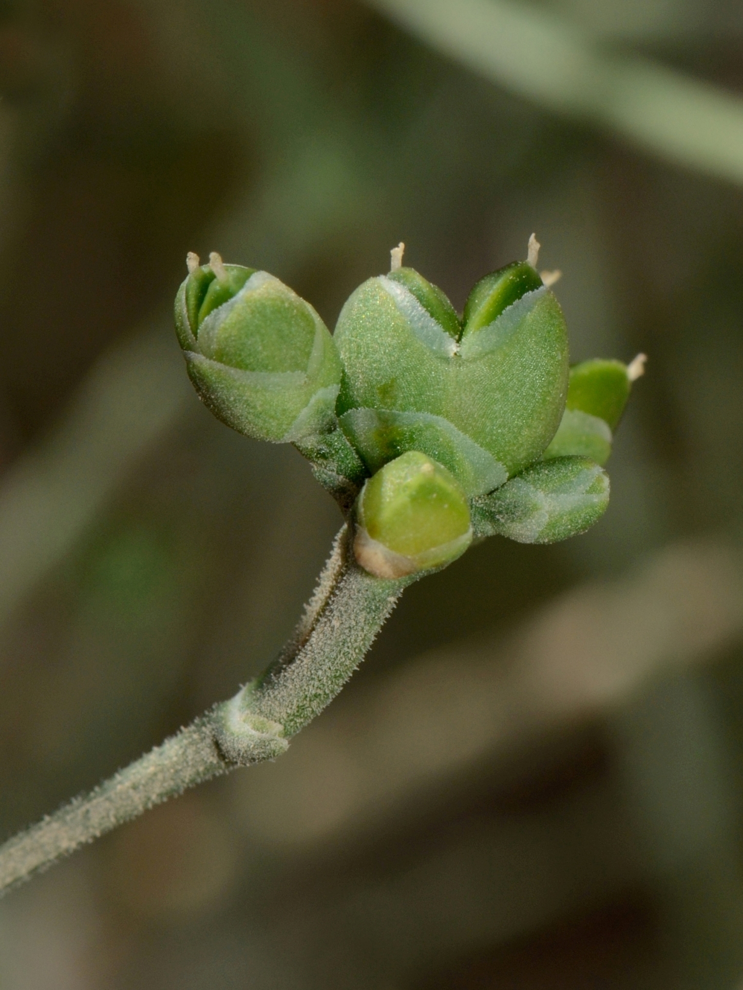 Ephedra ciliata