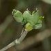 Ephedra foliata - Photo (c) Gidip, algunos derechos reservados (CC BY)