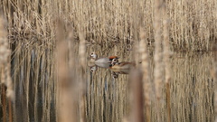 Alopochen aegyptiaca