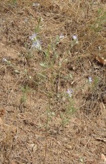 Eriastrum sapphirinum