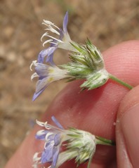 Eriastrum sapphirinum