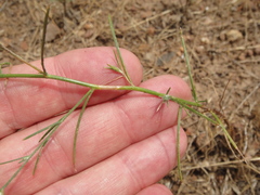 Eriastrum sapphirinum