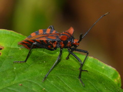 Spartocera pantomima