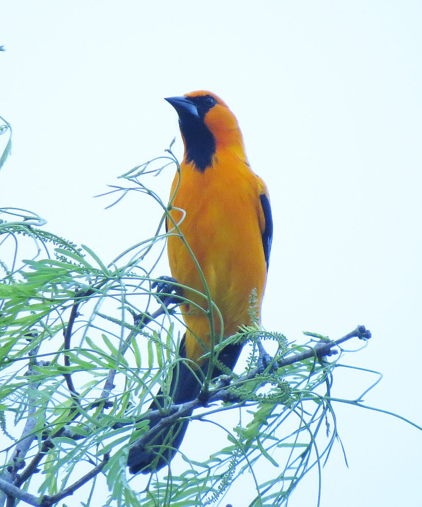 Altamira Oriole