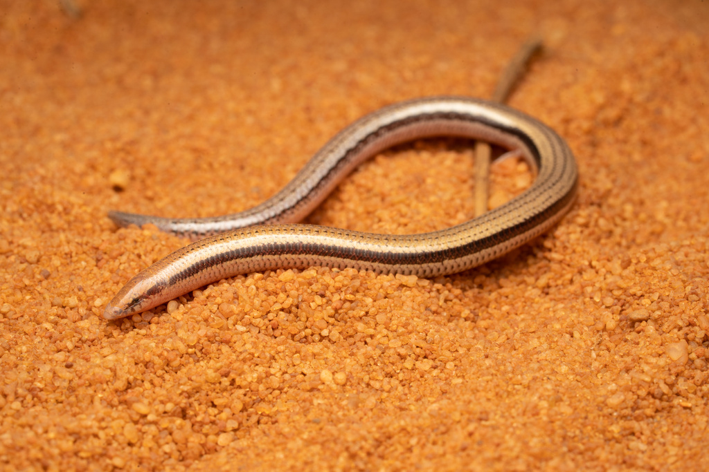 Taper-Tailed West-Coast Slider