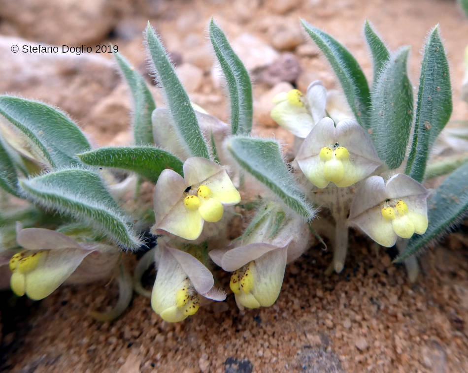 Kickxia floribunda