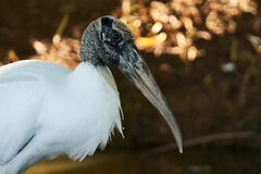Wood Stork photo 2