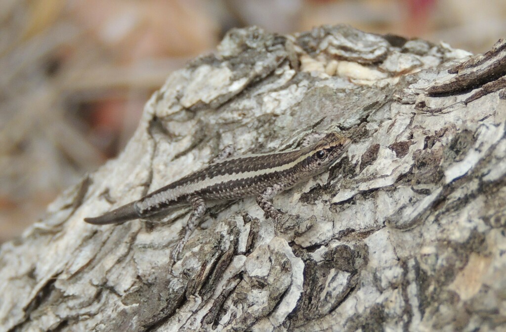 Adams’ Snake-eyed Skink from Cape Gloucester QLD 4800, Australia on ...