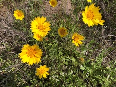 Coreopsis nuecensis