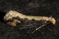Tinea mandarinella