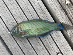 Halichoeres leucurus