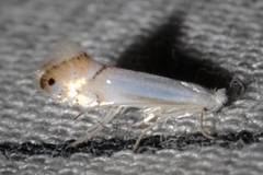Phyllonorycter quercialbella