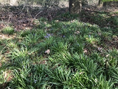 Hyacinthoides non-scripta