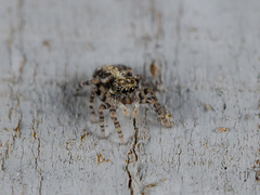 Pseudeuophrys obsoleta