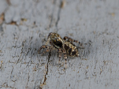 Pseudeuophrys obsoleta