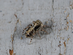 Pseudeuophrys obsoleta